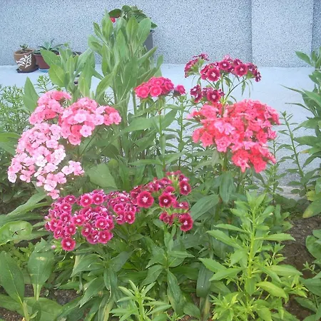 Jeca Ζλάτιμπορ