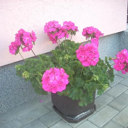 Jeca Διαμέρισμα Ζλάτιμπορ