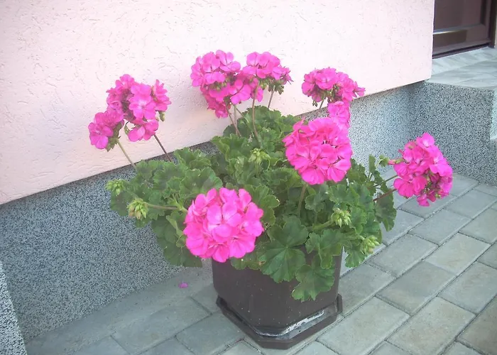 Jeca Apartamento Zlatibor